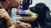 Maltrato animal en Las Cañitas: buscan identificar a los responsables del envenenamiento masivo de mascotas