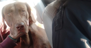 Broco, el perro que fue robado de su casa en Rivadavia y rescatado a bordo de un patrullero