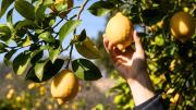 Árbol limonero: cuánto deben medir los limones para ser arrancados o consumidos