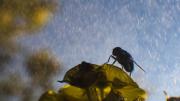 Lluvia de insectos y semillas: qué es y por qué ocurre este raro fenómeno