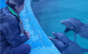 Mar del Plata: trasladaron lobos marinos y constataron el buen estado de los delfines del Aquarium