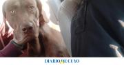 Robaron un perro en Rivadavia y la Policía lo recuperó en la Villa Chacabuco