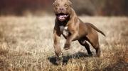 Cinco perros pitbull atacaron a un reconocido neurocirujano en Mendoza