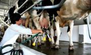 Argentina lidera el crecimiento mundial de la producción de leche en el primer semestre