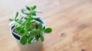 La planta que atraé el dinero, la buena suerte y es fácil de cuidar ideal con un fertilizante natural