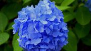 Cómo cuidar una planta de hortensia en maceta para que se llene de flores coloridas