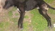 Denunciaron a un hombre por maltrato animal