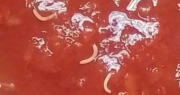 ¿Qué son los gusanos microstomum sp que la ANMAT encontró en un lote de tomates triturados de Marolio?