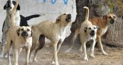 Organizan colecta solidaria para ayudar a los animales de San Expedito