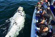 Puerto Madryn: promociones y descuentos para vivir la temporada de ballenas