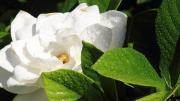Lo que debes hacer con tu jazmín en agosto para tener un jardín florecido y perfumado en verano