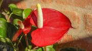 Un chorrito de este abono casero y tu anturio estallará de flores antes de la primavera