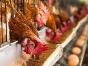 Argentina suspendió las exportaciones de productos aviares tras la confirmación de un caso de influenza aviar en Buenos Aires
