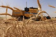Cosecha de granos de invierno avanza al 70%, pero con pérdidas en zonas clave del oriente