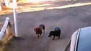 El ladrido más caro del mundo: le cobraron una multa “salada” por sus perros salchichas en Chos Malal