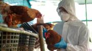 Gripe aviar en Argentina: suspenden todas las exportaciones avícolas