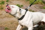 Impactante ataque: dos perros dogo dejan gravemente herida a una mujer