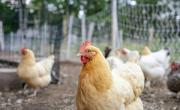 Alarma en la Provincia por brote de influenza aviar en productos avícolas: suspenden exportaciones
