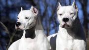 Fue atacada por dos perros dogo al entrar a la casa de sus padres y sufrió graves heridas