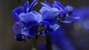 Orquídeas: qué significa regalar una planta de flores blancas, rosas o azules, según el Feng Shui