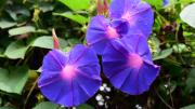 Flores japonesas: conoce la planta que se abre por la mañana, se cierra al mediodía y simboliza el amor eterno