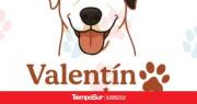 La lucha por la recuperación Roque, un cachorro maltratado