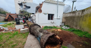 Una palmera cayó sobre una casa en La Loma por las intensas ráfagas de viento en La Plata