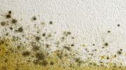El mejor truco para evitar que se forme el moho en la pared: muy rápido y sencillo
