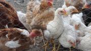 China suspendió las importaciones de aves de corral argentinas