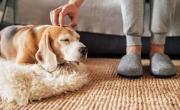 ¿Querés tu primer perro? Las 3 razas de perros que son perfectas para dueños primerizos