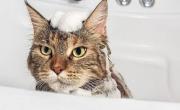 ¿Tu gato tiene pulgas? Este remedio casero con 2 ingredientes se las saca al instante