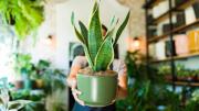 Ni abono ni poda: lo que debes hacer con tu sansevieria para que se mantenga vigorosa los 365 días del año