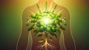 Plantas sanadoras: cuáles son los beneficios de consumir albahaca y cómo cura al cuerpo