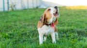 Qué significa el aullido de los perros y a qué se debe