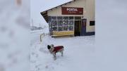 Nevadas en Las Cuevas: la historia de un perro que disfruta del fuerte temporal en alta montaña
