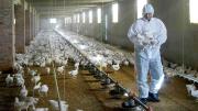 Gripe aviar: frenan exportaciones avícolas por un caso detectado por Senasa