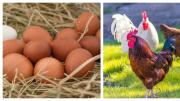 ¿Qué fue primero el huevo o la gallina? La ciencia dio una contundente respuesta