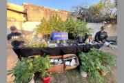 Desbarataron un vivero sofisticado de marihuana: Secuestraron 50 plantas y plantines