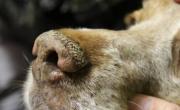 Mascotandil alerta por brote de moquillo en Tandil y pide vacunación urgente de mascotas