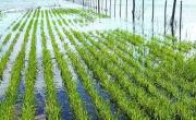 Exceso de lluvias tras la sequía genera alivio y preocupación en la zona núcleo agrícola