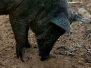 Hallan cerdos con carne azul neón y revelan un peligro oculto