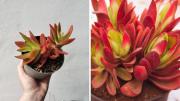 Cómo cuidar la crassula de fuego para que sus hojas se vean rojas