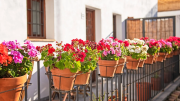 Cómo cuidar un geranio en maceta para disfrutar sus exquisitas flores y llenar de vida el jardín