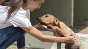 Qué significa acariciar perros en la calle, según la psicología
