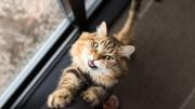 Qué significa si tu gato maúlla todo el tiempo sin razón y qué hacer ante esta situación