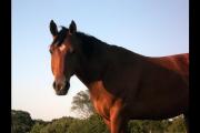Mujer quiso vender un caballo de carreras por Facebook y la estafaron en $ 640 mil