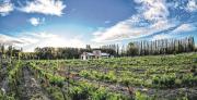 Dónde probar el vino insignia de la Patagonia en Neuquén: rutas del vino, bodegas y experiencias únicas