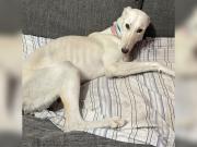 Le quebraron la cola porque no servía y la abandonaron en un basural: la dura historia de Yuki, la galga que tuvo una segunda oportunidad
