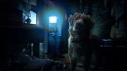 NO, NO ES CIERTO que el perro muere en “GOOD BOY”: el spoiler que tuvieron que hacer los directores para salvar la taquilla