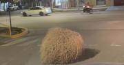 Qué son y cómo se forman las “plantas rodadoras” que aparecen con el viento zonda en San Juan